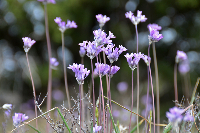 Bluedick, Blue Dicks or Covena blooms in early spring from February to May and grows at elevations from sea-level to 7,000. Flowers are often in dense clusters of 15 or more blooms. Dichelostemma capitatum Bluedick, Blue Dicks or Covena blooms in early spring from February to May and grows at elevations from sea-level to 7,000. Flowers are often in dense clusters of 15 or more blooms. Dichelostemma capitatum